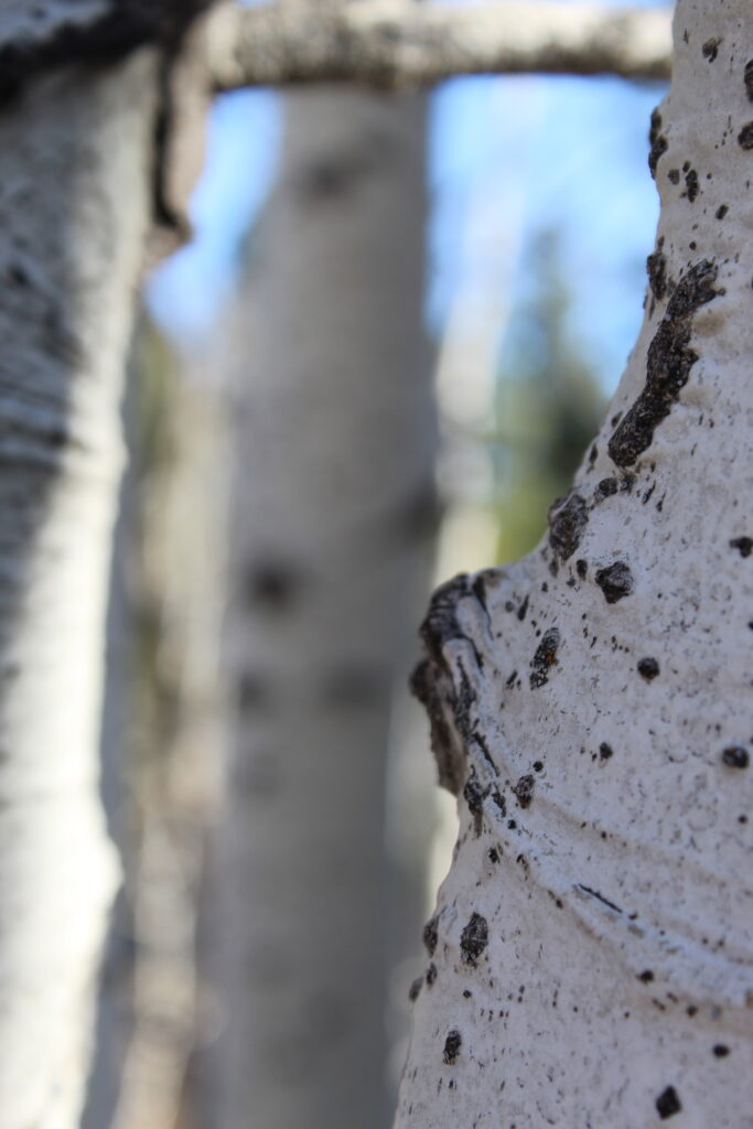 Renee Martine Photography, Birch Trees