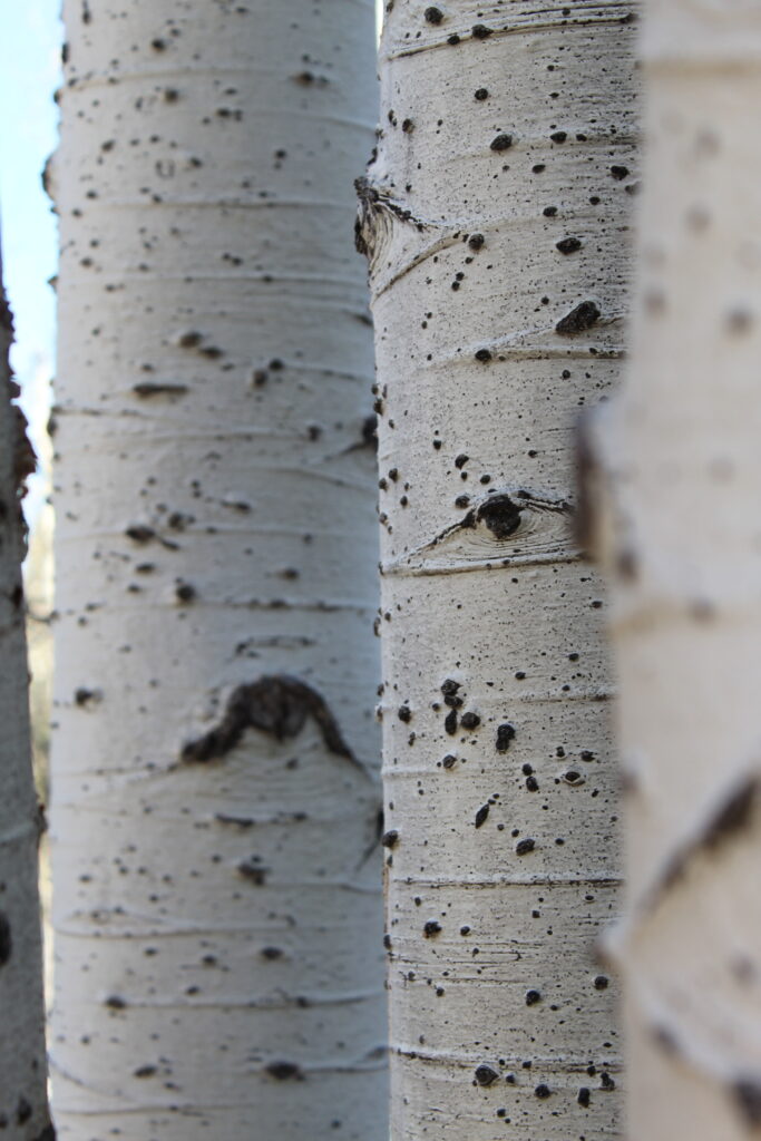 Renee Martine Photography, Birch Trees