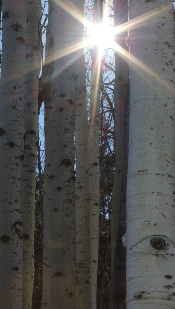Renee Martine Photography, Birch Trees