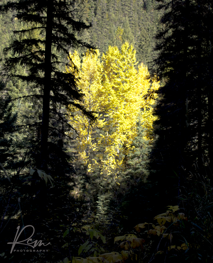 Renee Martine Photography, Essex MT