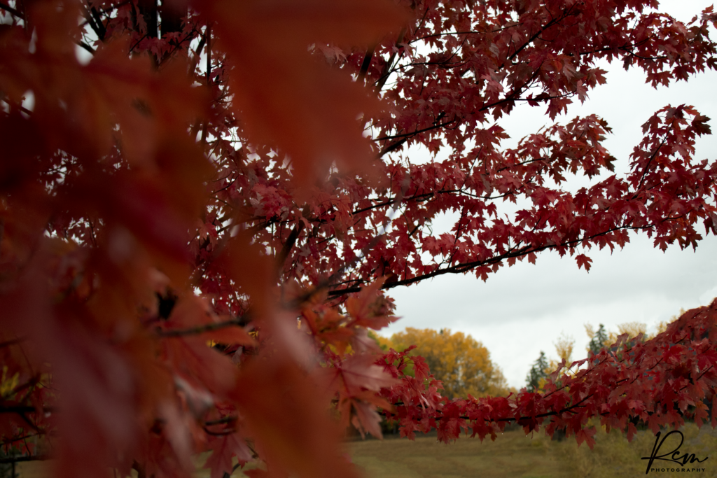 Renee Martine Photography, Whitefish MT