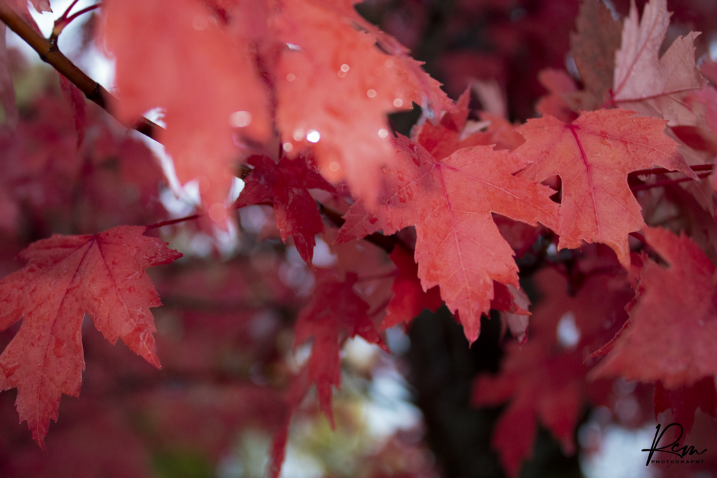 Renee Martine Photography, Whitefish MT