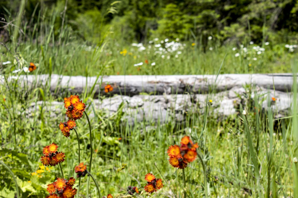 Renee Martine Photography, Jewel Basin MT