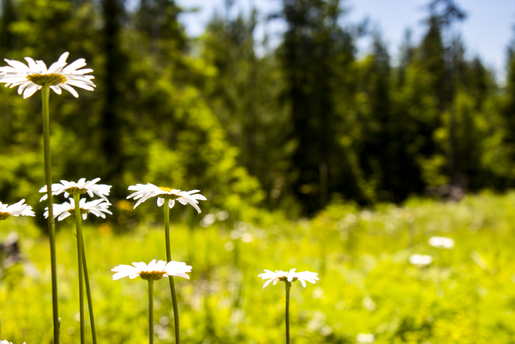 Renee Martine Photography, Jewel Basin MT