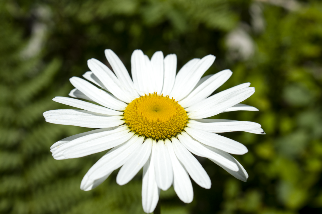 Renee Martine Photography, Jewel Basin MT
