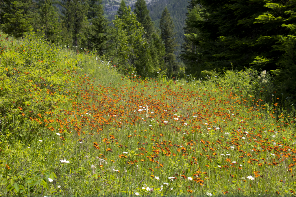 Renee Martine Photography, Jewel Basin MT
