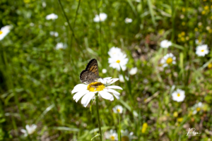 Butterflies and daisies