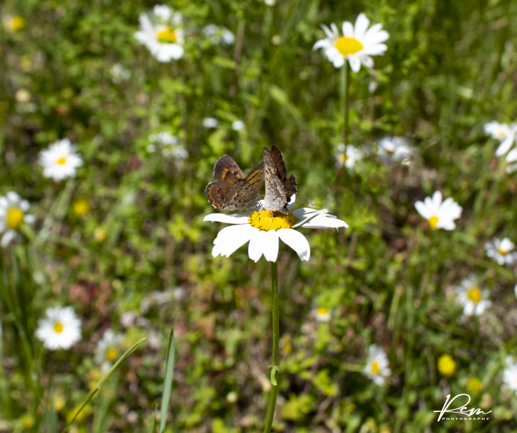 Butterflies & daises