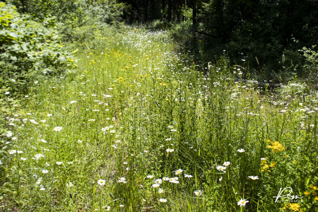 field of daises