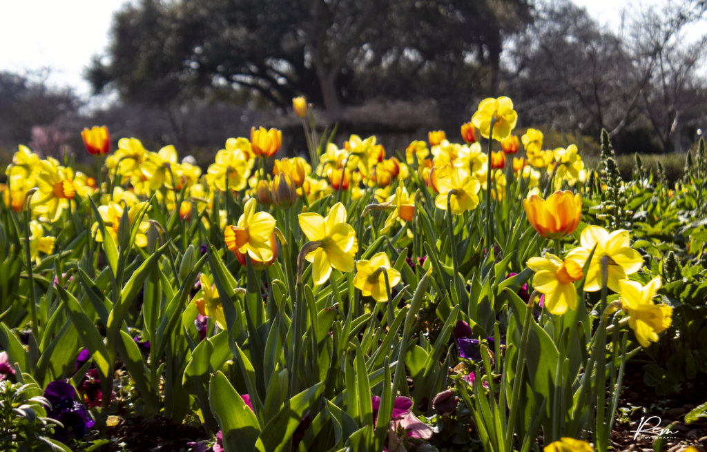 Spring Bulbs